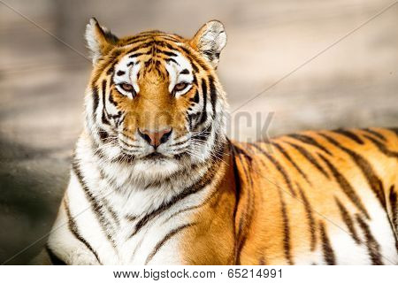 Portrait of amur tiger (Panthera tigris altaica)