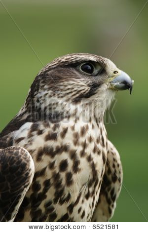 Falcão-Sacre (falco Cherrug)
