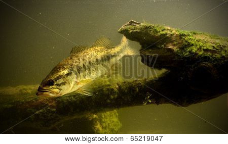 Underwater Largemouth Bass Fish