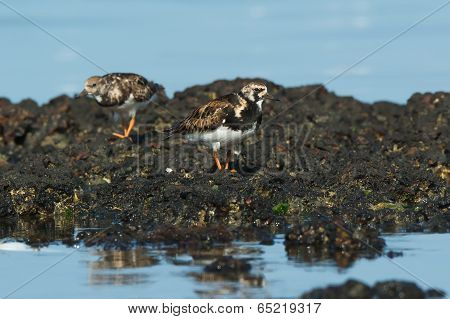 A Ruddy Turnstone (arenaria Interpres) On Exposed Rocks At Low Tide