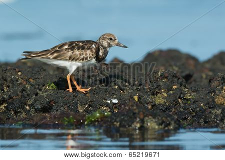 A Ruddy Turnstone (arenaria Interpres) Standing On Rocks At Low Tide
