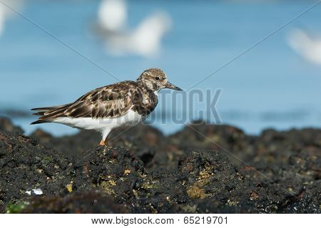 A Ruddy Turnstone (arenaria Interpres) Standing On Rocks At Low Tide