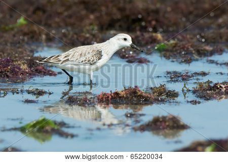 A Sanderling (caladris Alba) Wading On A Seaweed Strewn Beach