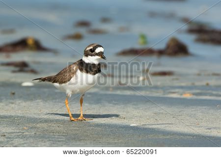 A Smart Looking Ringed Plover (charadrius Hiaticula) On The Beach