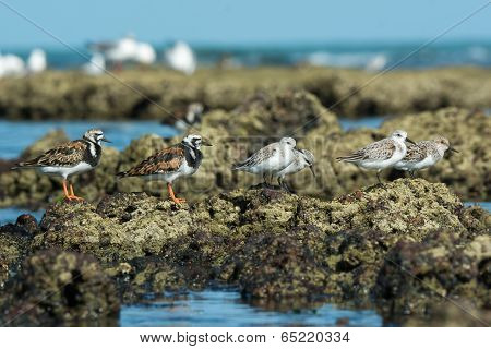 Group Of Ruddy Turnstone And  Sanderlings In Varying Plumages