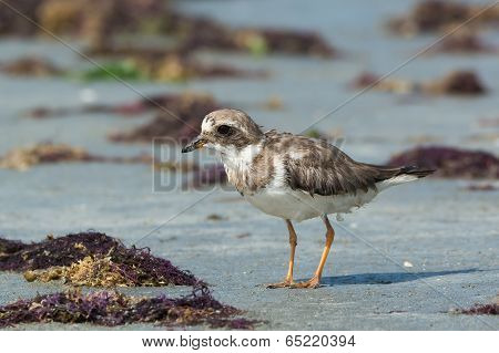 Ringed Plover (charadrius Hiaticula) With Worn Plumage On The Beach