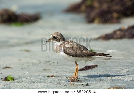 Ringed Plover (charadrius Hiaticula) With Worn Plumage On The Beach