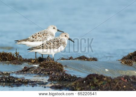 Two Sanderling (caladris Alba) Standing On Seaweed With The Tide Coming In