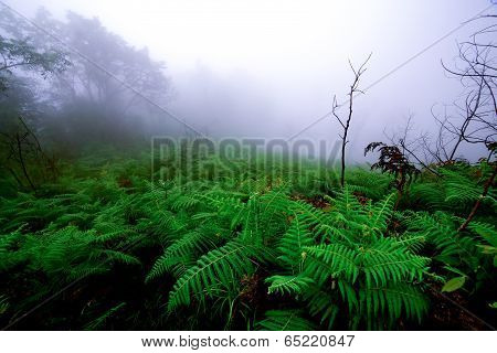 fern