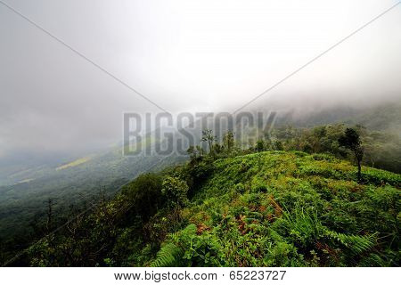 Rain Forest