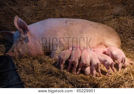 piglets with a pig