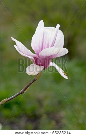 Pink Magnolia