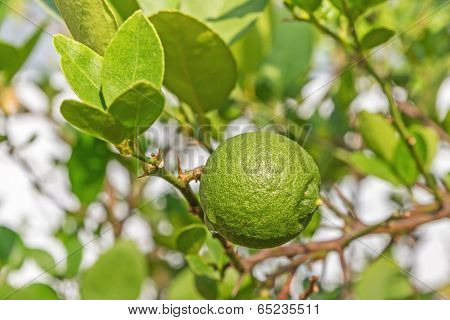Green Lemon On Lemon Tree
