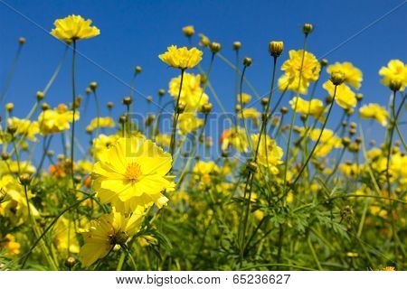Yellow Cosmos Flowers