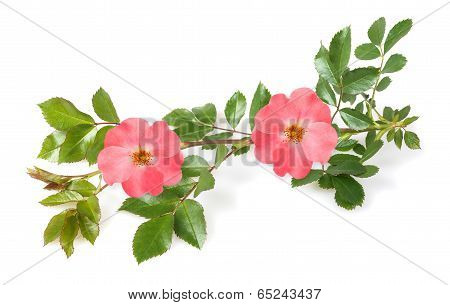 Dog Roses