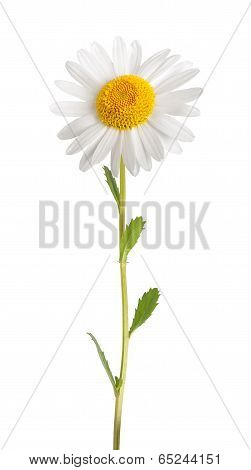 White Daisy