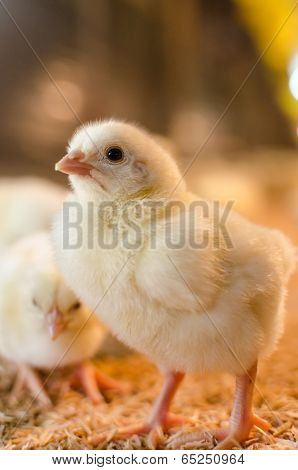 Little Chicken