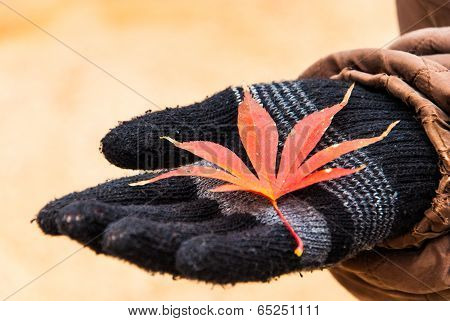 Autumn Leaves On Black Glove