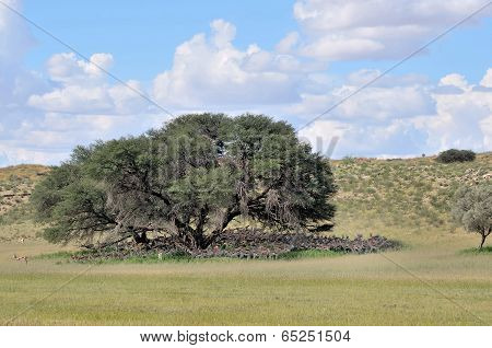 Springbok Herd Hiding Under Tree