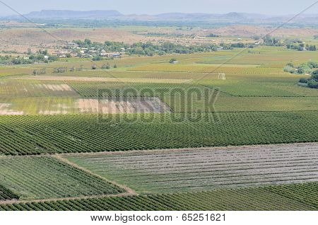 Vineyards At Keimoes