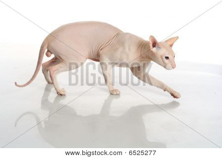Siamesere Hairless kat isoleret på hvid baggrund