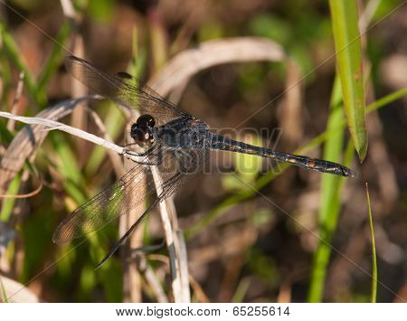Seaside Dragonlet
