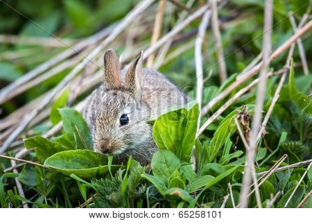Wild rabbit, Scotland