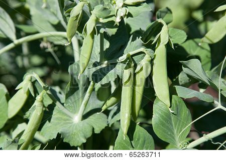 Three Pea Pods