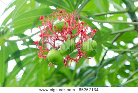 Jatropha Podagrica