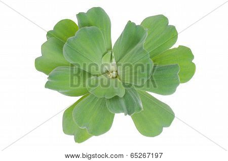 Water lettuce isolated on white background