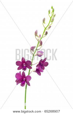 Dendrobium pompadour isolated on  white background