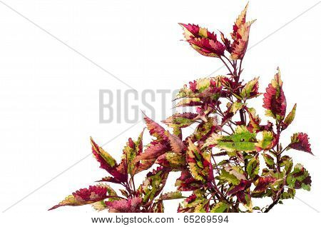 Coleus  leaves
