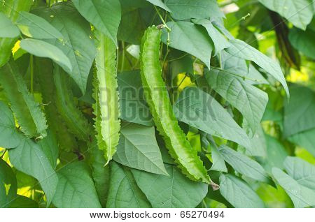 Winged Bean Plant