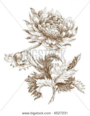 Dahlia