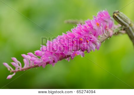 Close up of  Dendrobium secundum
