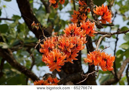 Flame Of The Forest