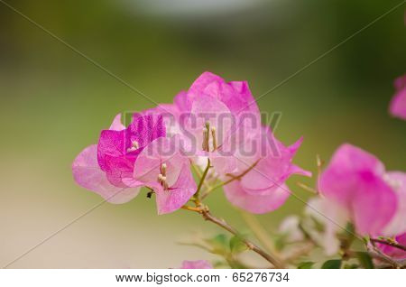 Bougainvillea