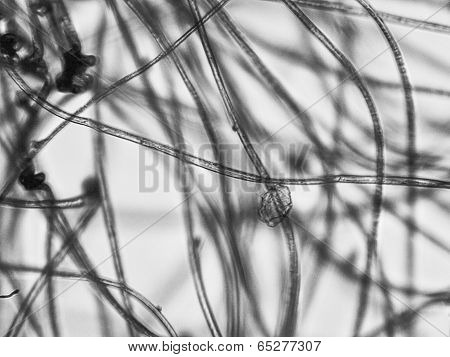 Light Micrograph