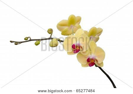 Phalanopsis  Orchid