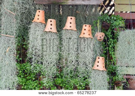 Tillandsia Usneoides