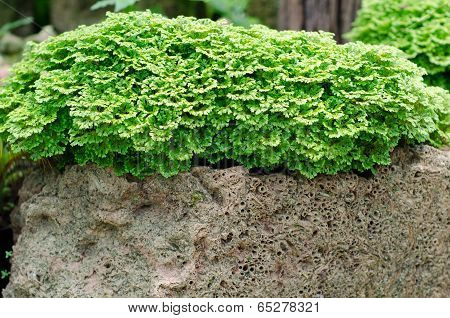 Tiny Leaves Of Tropical Fern In Garden