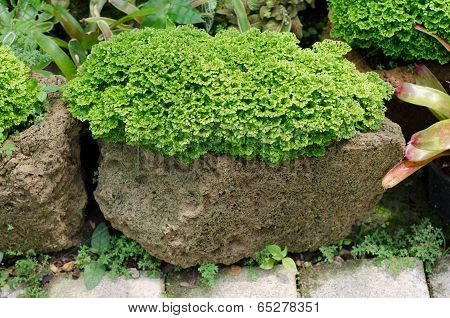Tiny Leaves