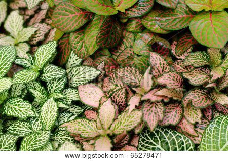 Episcia Leaf Background