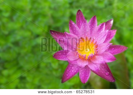 Purple Pink  Fresh Lotus With Green Background