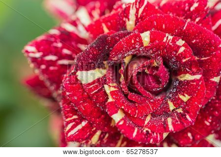 Striped Red And Fresh  Rose