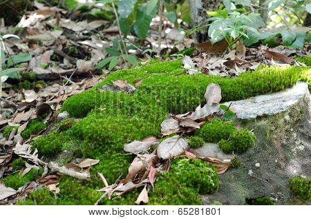 Moss Growing On Stone In Rain Forest, Thailand
