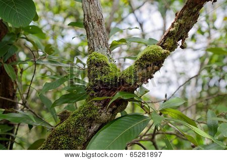 Moss Growing On Tree In Rain Forest, Thailand