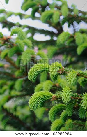 New Green Spruce Branches