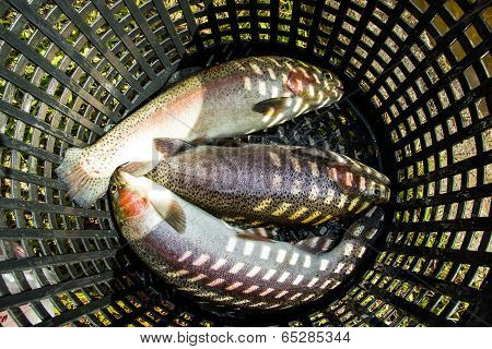 Rainbow Trout