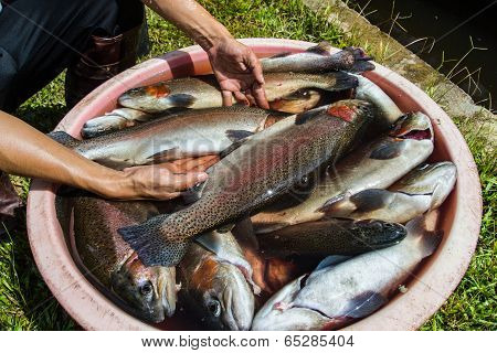 Rainbow Trout